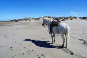 Equestrian holidays in Provence from Luberon to Camargue (France)