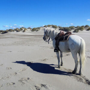 Equestrian holidays in Provence from Luberon to Camargue (France)