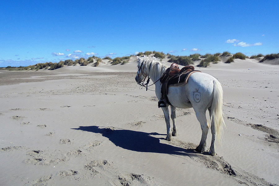 Equestrian holidays in Provence from Luberon to Camargue (France)
