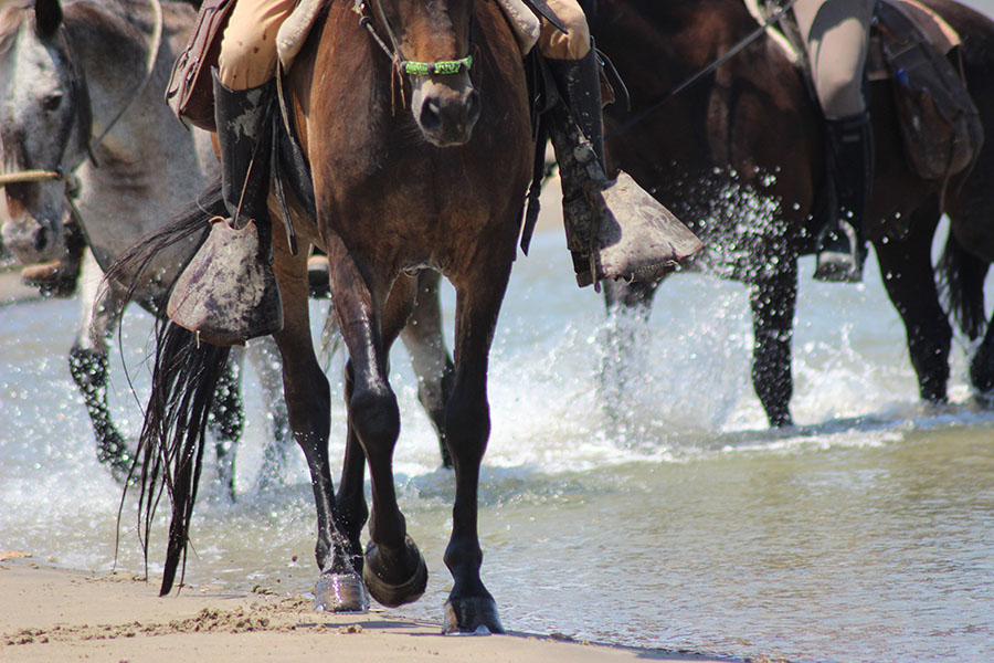 Equestrian holidays in Provence from Luberon to Camargue (France)