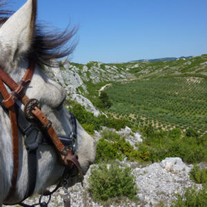 provence-france-rando-cheval-western-alpilles-randonnee-equestre-03