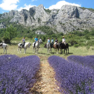 rando-cheval-aventure-voyage-france-luberon-provence-lavande-01