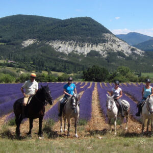 rando-cheval-aventure-voyage-france-luberon-provence-lavande-03