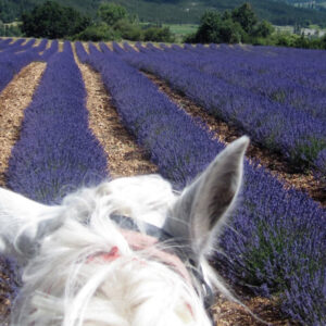rando-cheval-aventure-voyage-france-luberon-provence-lavande-05